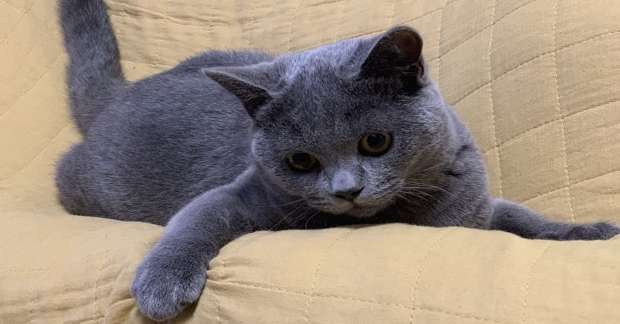 Foto de cachorro del british shorthair