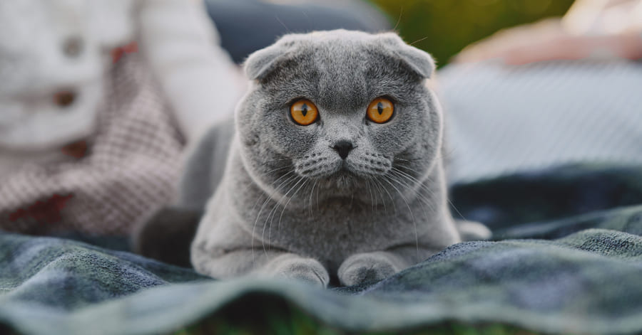 Fotos de la raza british shorthair