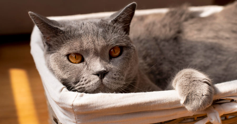 Guía de cuidados del british shorthair