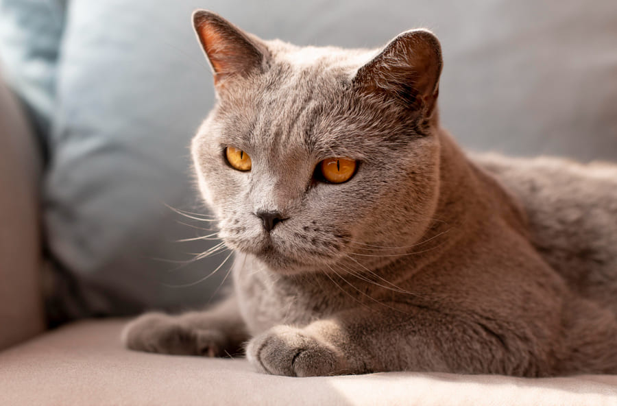 Todo sobre el british shorthair y fotos