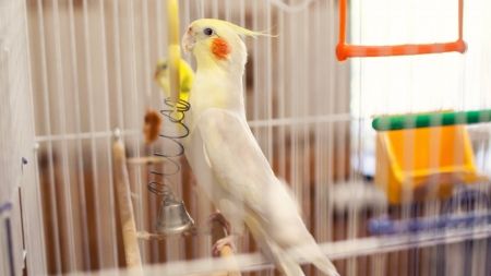 ¿Como se cría a mano un pichón de ninfa?