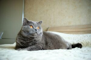 Toda la información sobre el gato British Shorthair