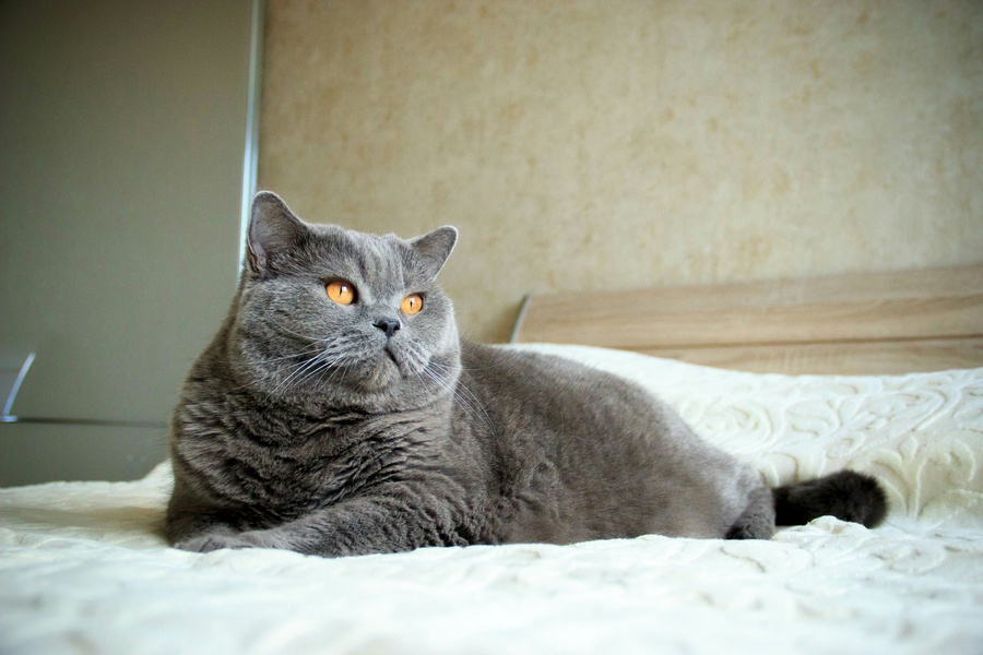 Toda la información sobre el gato British Shorthair