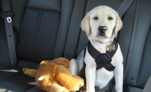 Tu perro y el coche: Seguridad y consejos. Parte I