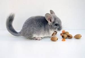 la-nutricion-de-una-chinchilla