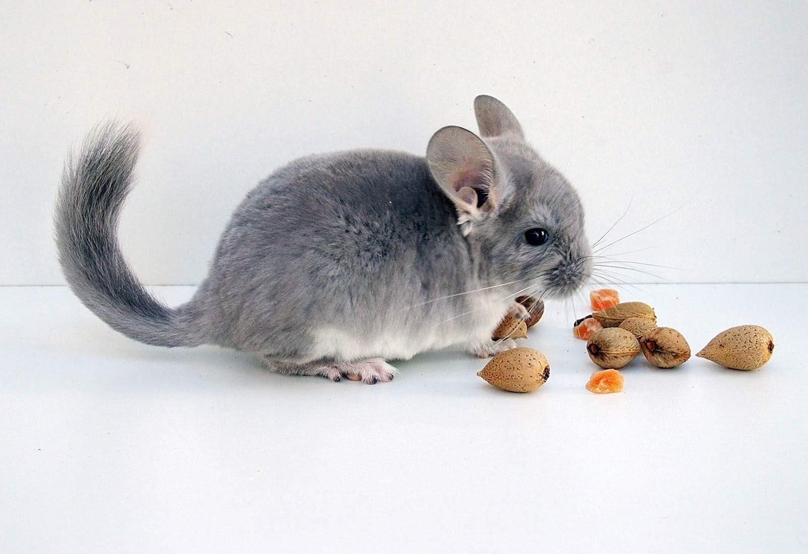 la-nutricion-de-una-chinchilla