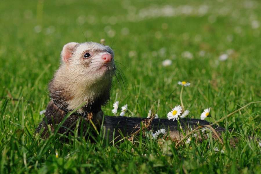 Es el huron la mascota ideal para mí Parte I