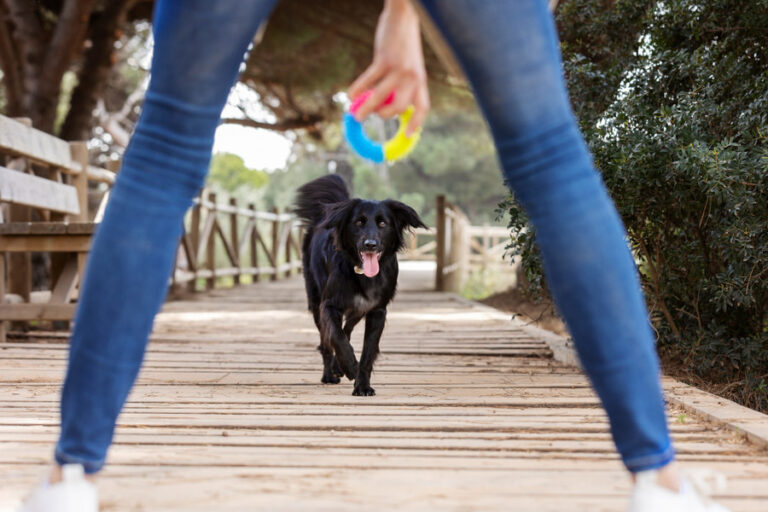 Cómo entrenar a tu perro para que acuda a tu llamada