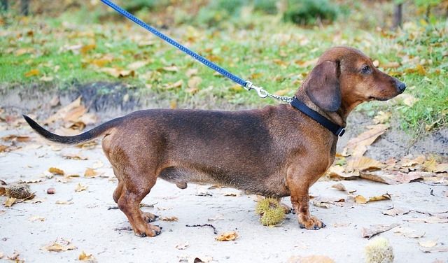 Ejercicios para trabajar la llamada en el perro