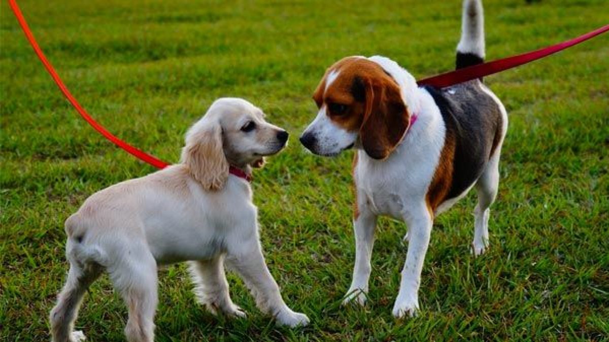 Perros reactivos durante el paseo: con ellos? Tiendanimal