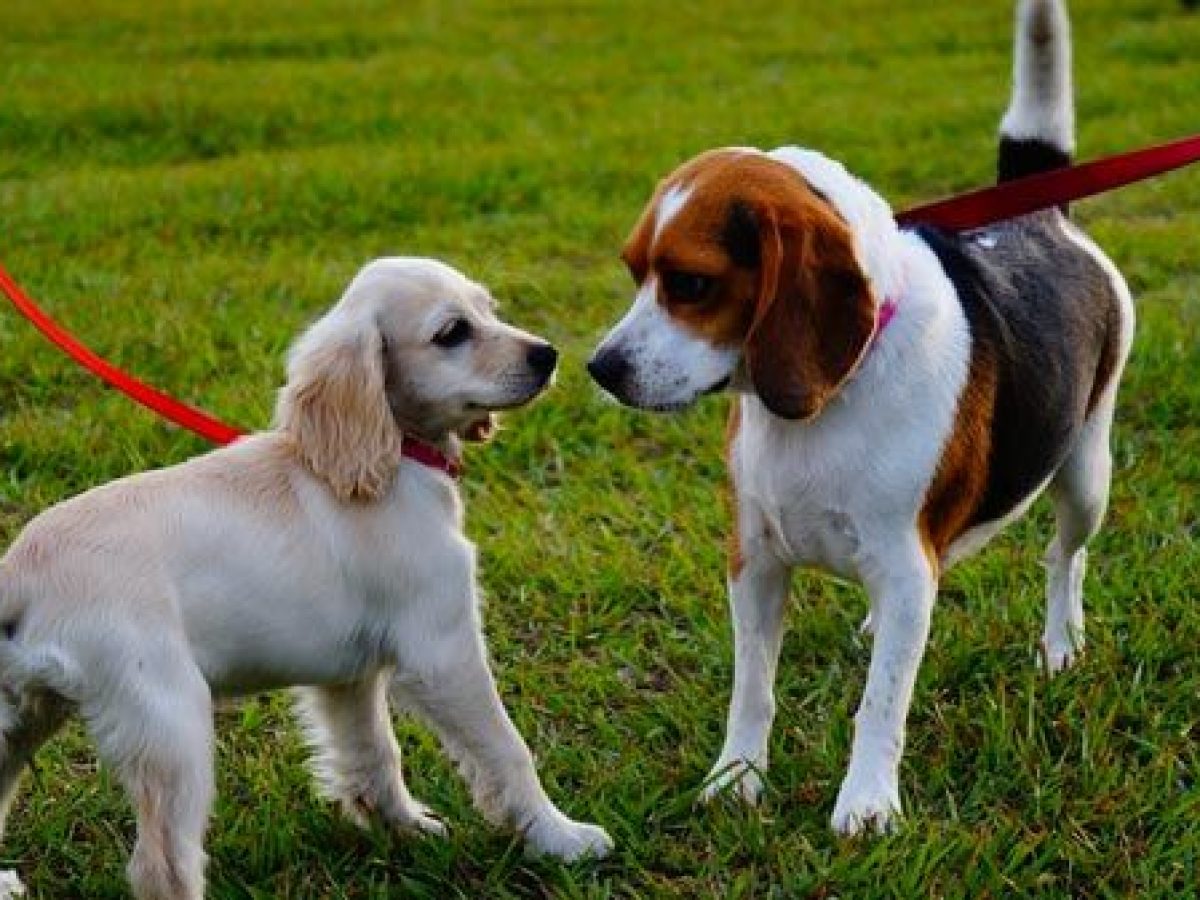 Perros reactivos durante el paseo: ¿Cómo trabajar con ellos? - Tiendanimal