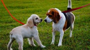 Perros reactivos durante el paseo: ¿Cómo trabajar con ellos?