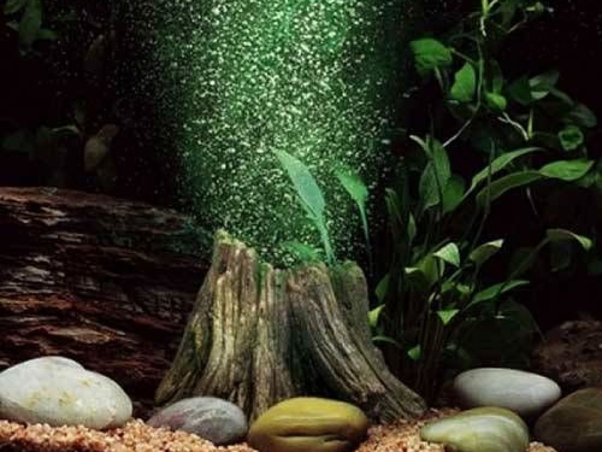 6 consejos para montar tu primer acuario