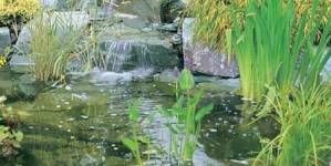 ¿Qué filtro me conviene instalar en el estanque?