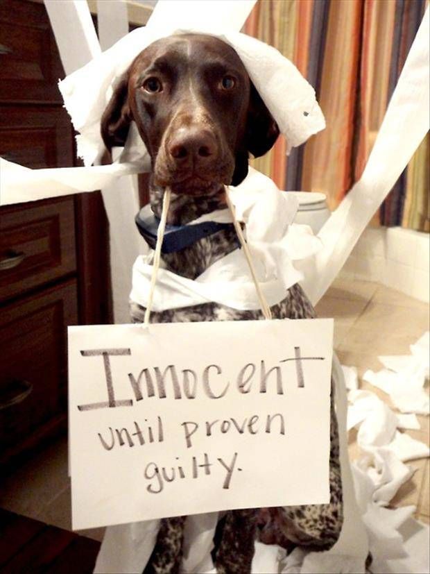 Dogshaming