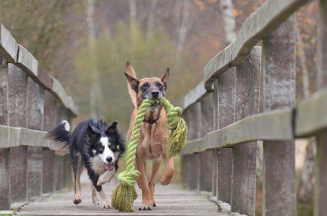 10 buenas razones para tener un perro