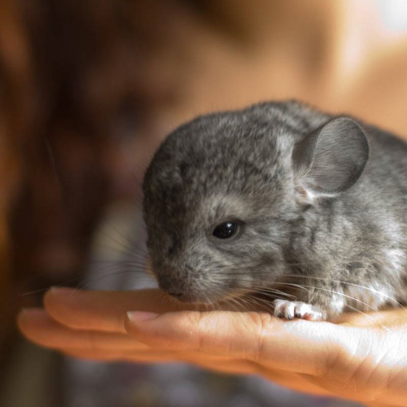 la-nutricion-de-una-chinchilla