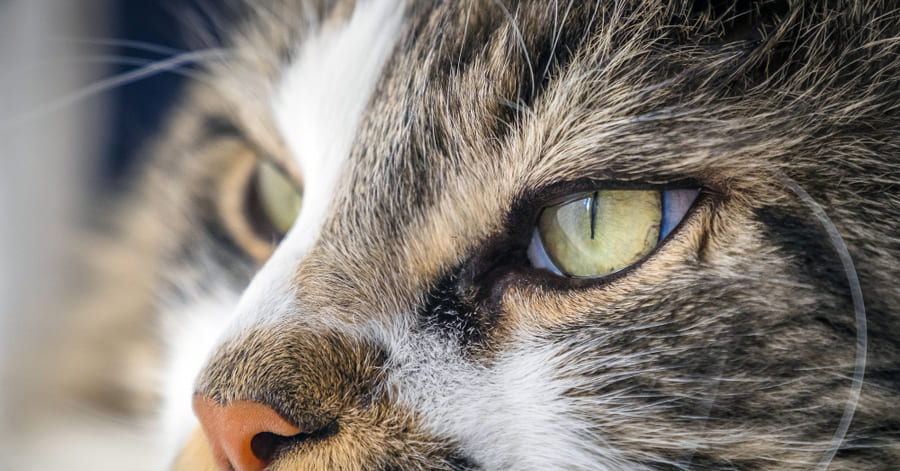 Toda la información sobre la visión de los gatos