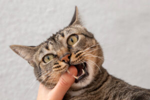 Mi gato me muerde y araña: causas y soluciones