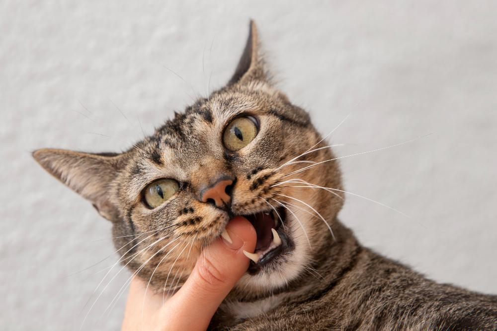 Mi gato me muerde y araña: causas y soluciones