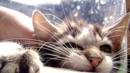 ¿Por qué mi gato me muerde? – Parte I