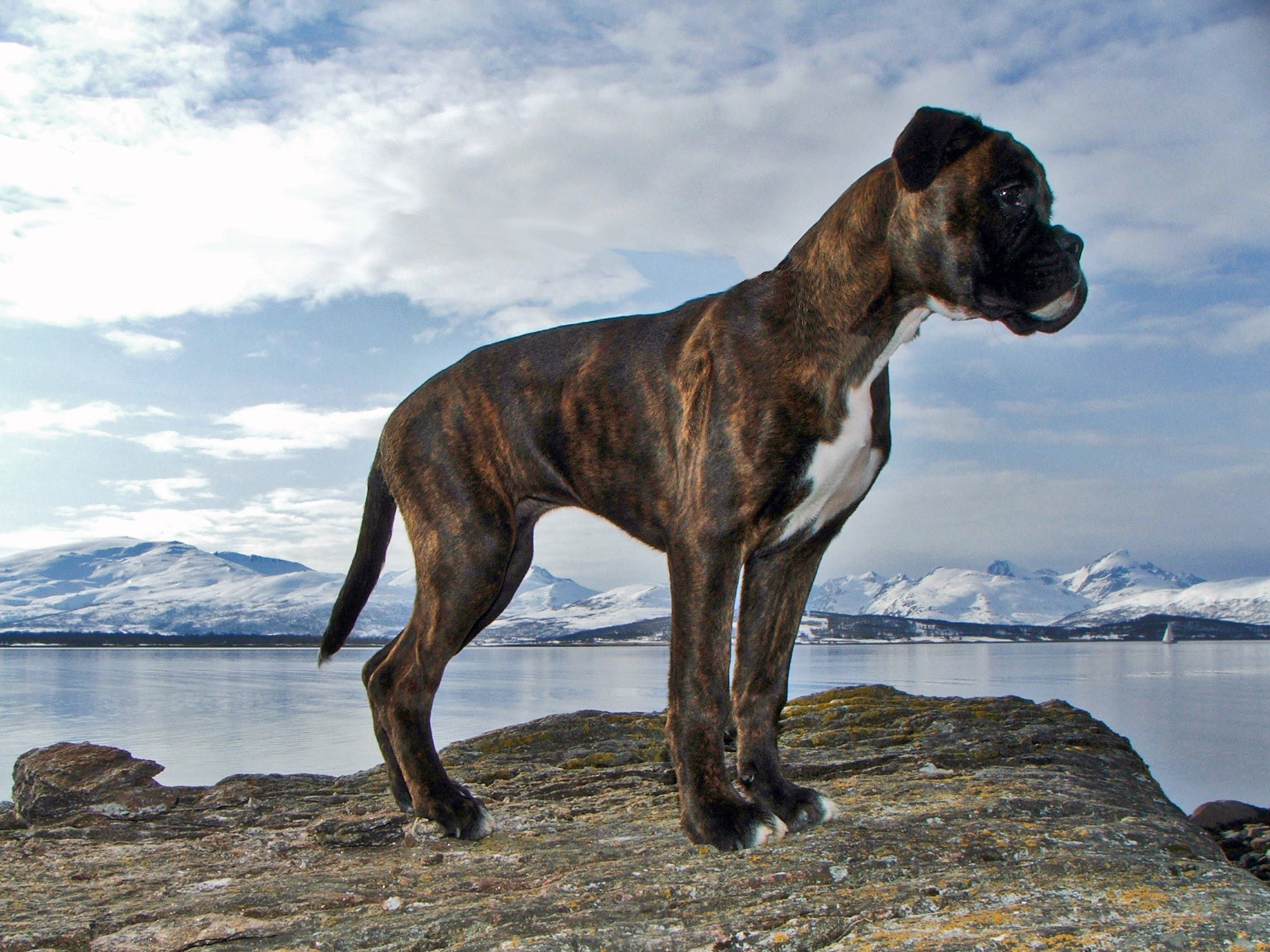 Cuál es mejor Boxer?