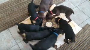 Preciosos cachorros aprendiendo a comer
