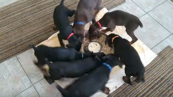 Preciosos cachorros aprendiendo a comer