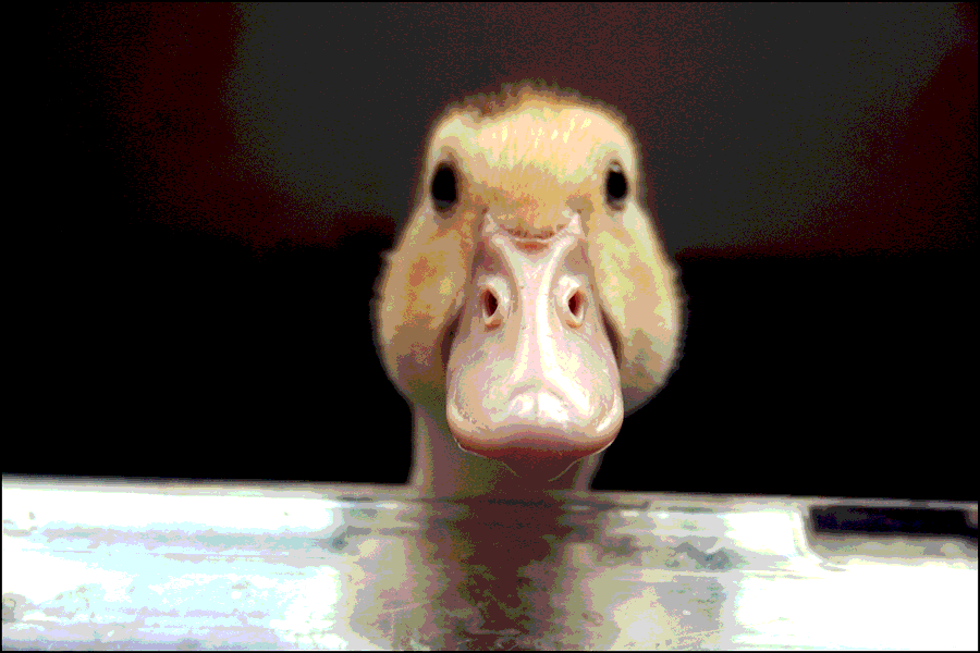 es-el-pato-una-buena-mascota