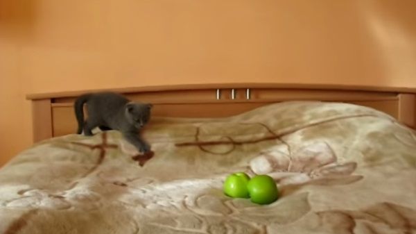 gatos-trucos-de-magia