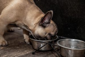 Guía de alimentación del bulldog francés con los mejores piensos para esta raza