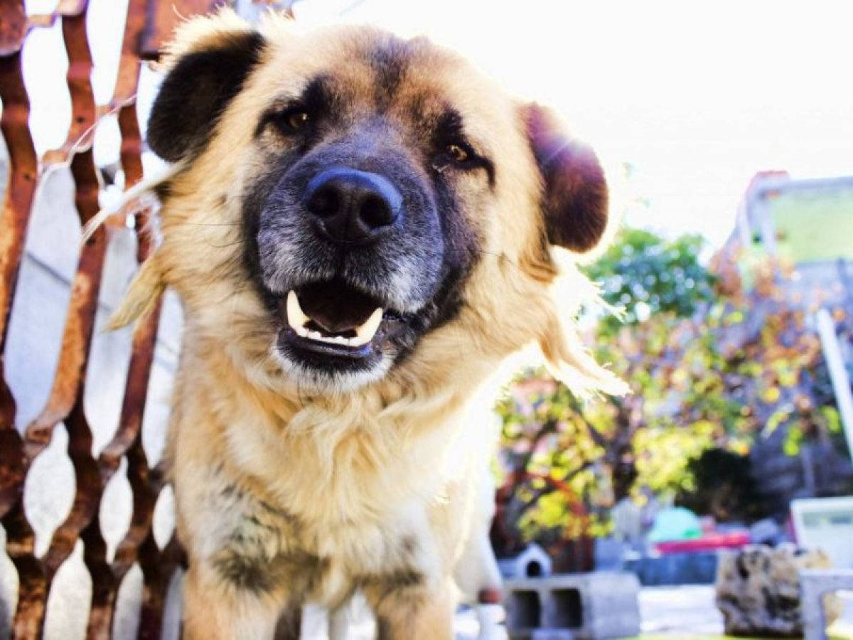 Juguetes para perros hiperactivos