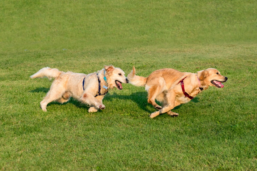 Cómo calmar a un perro hiperactivo o sobreactivo paso a paso