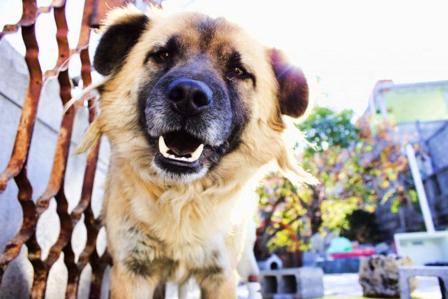 perros hiperactivos