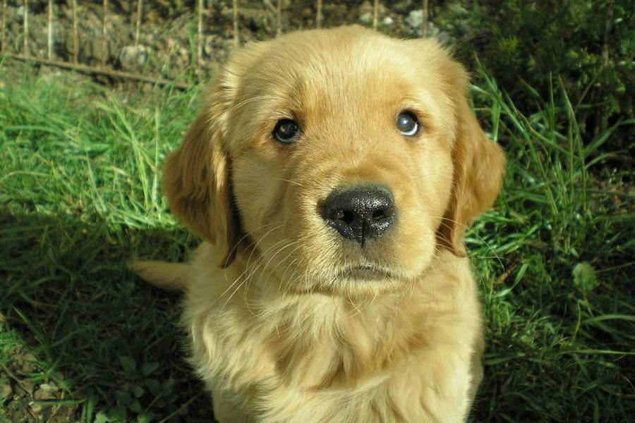 Trucos para evitar que mi perro orine dentro de casa2