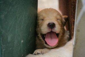 Cómo enseñar a un cachorro a no morder
