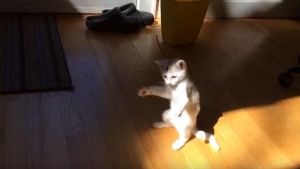 cosas-de-gatos