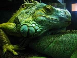 iguana verde adulta