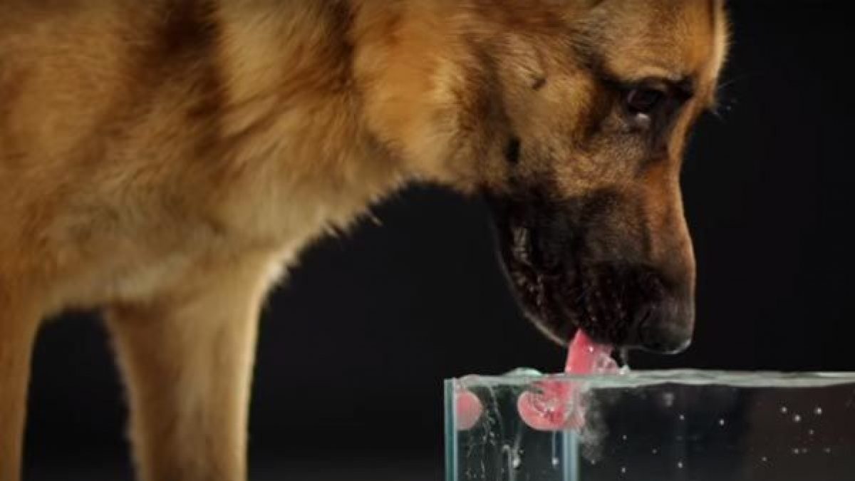 conciencia Falange Aprendiz Perros bebiendo agua a cámara lenta - Tiendanimal