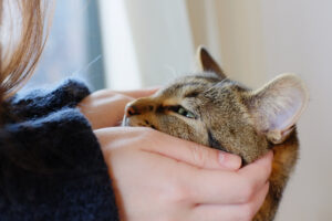 Por qué ronronean los gatos
