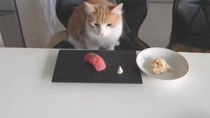 Sushi para gatos