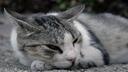 El buen tiempo y los gatos – Parte II