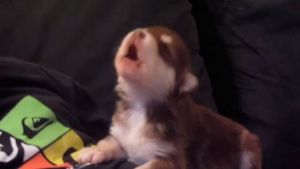 cachorro-aprende-a-aullar