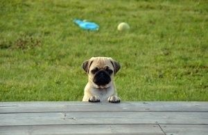 Cómo actuar ante la conducta de exploración del cachorro