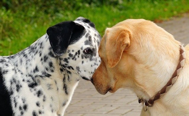 Cómo deben conocerse los perros de forma segura