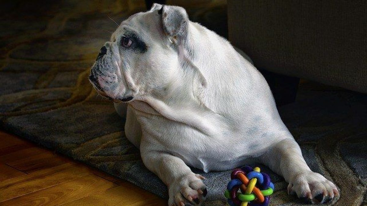Cual Es El Mejor Pienso Para Mi Bulldog Ingles Cual Es El Mejor Pienso Para Mi Bulldog Ingles