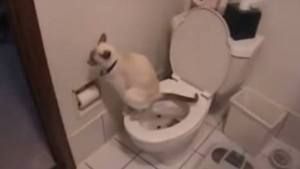 Gato usando el WC