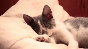 ¿Por qué ronronean los gatos?