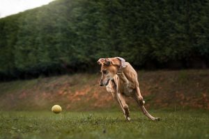 Los mejores piensos de alta energía para perros