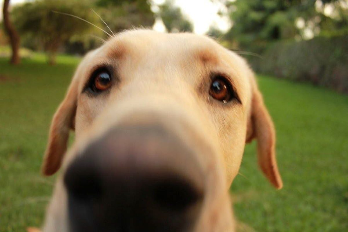 Perros que piden atenci n con ladridos y gimoteos Tiendanimal